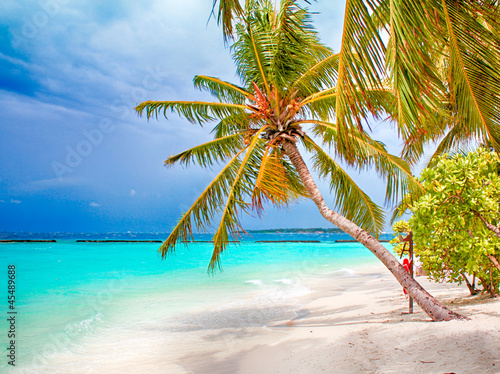 Coconut palm tropical beach with white sand