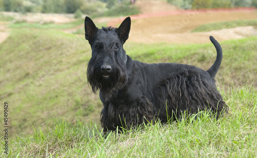 Vászonkép The Scottish Terrier (Scottie)