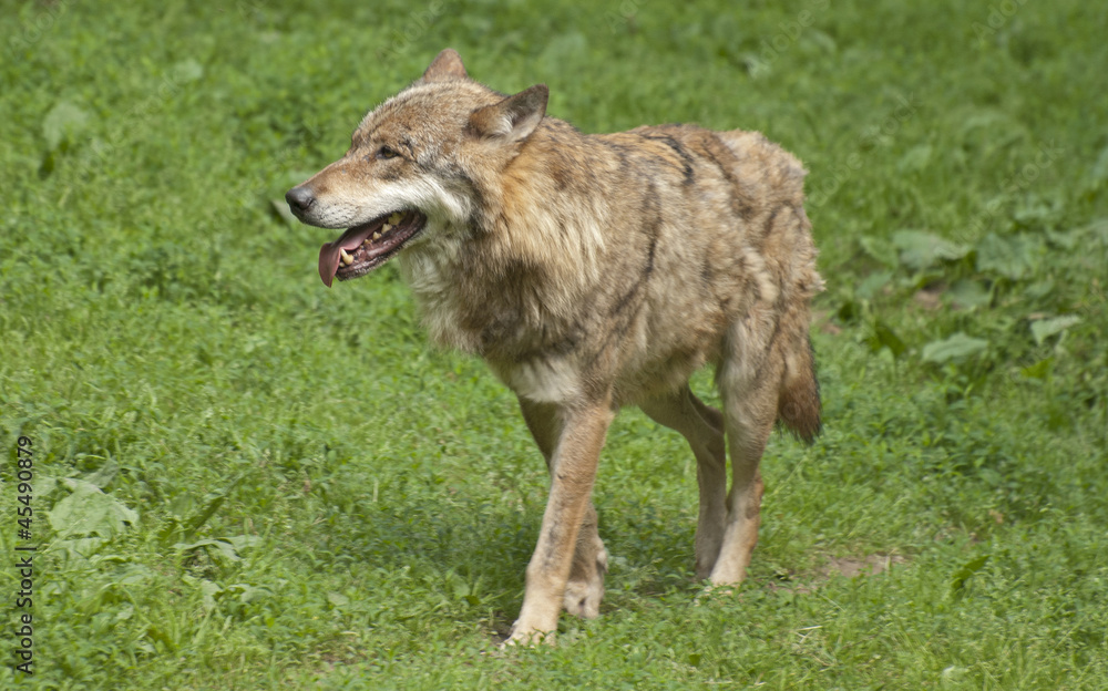 Gray wolf