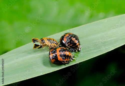 team metamorphosis on reed, ladybirds photo