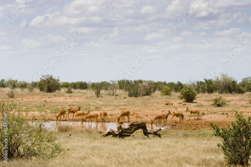 At the watering hole