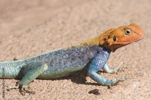East African Rainbow Lizard