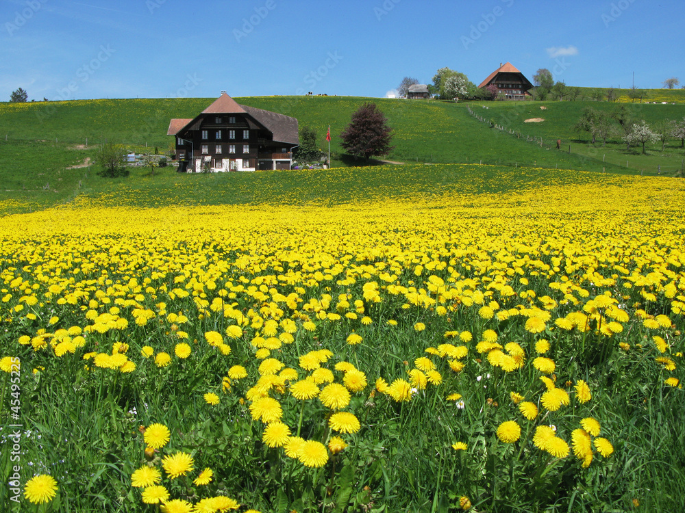 Scenic meadow in Emmental region, Switzerland