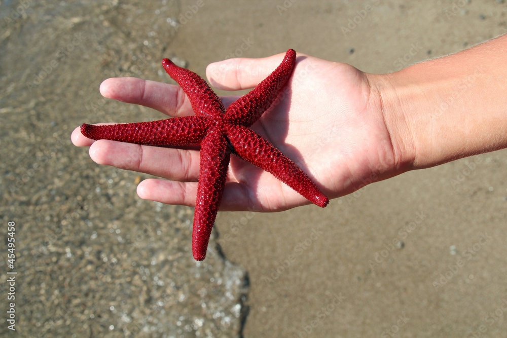 Starfish in Hand Starfish in Hand