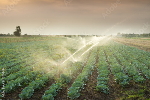 irrigation of vegetables