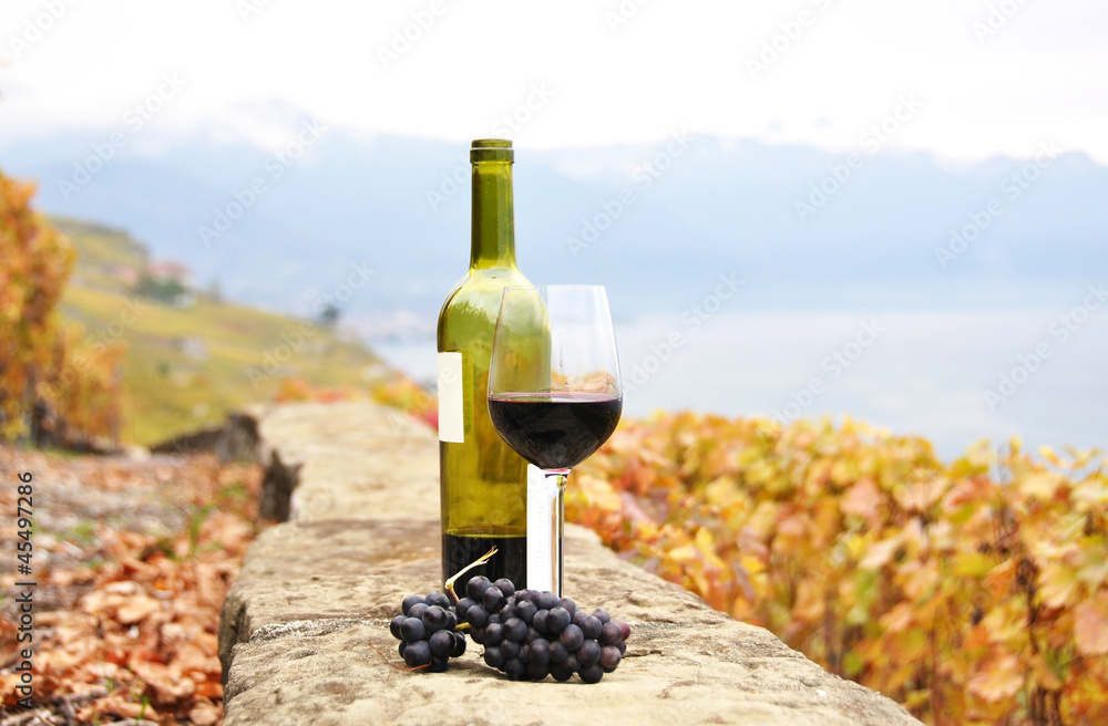 Red wine and a branch of grapes on the terrace vineyard in Lavau