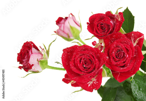 Fototapeta Naklejka Na Ścianę i Meble -  Beautiful vinous roses on white background close-up