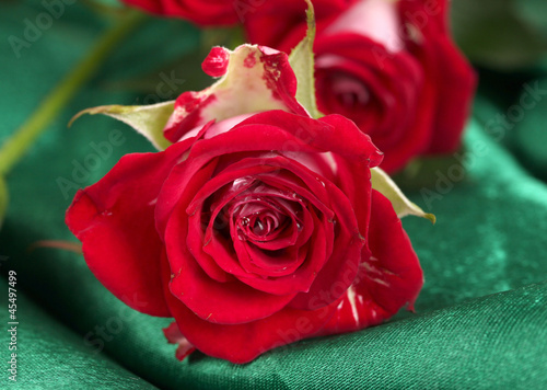 Beautiful vinous roses on green satin close-up
