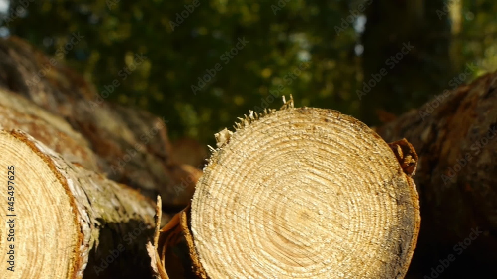 Cut logs, camera move to make copy space. Cut logs, camera move to make copy space.