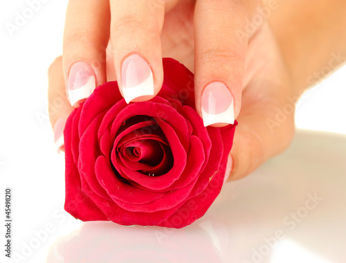 Red rose with woman s hand on white background