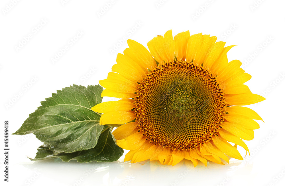 Obraz premium sunflowers isolated on white