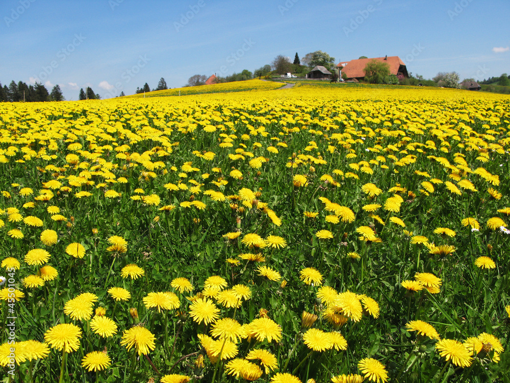 Fototapeta premium Scenic meadow in Emmental region Switzerland