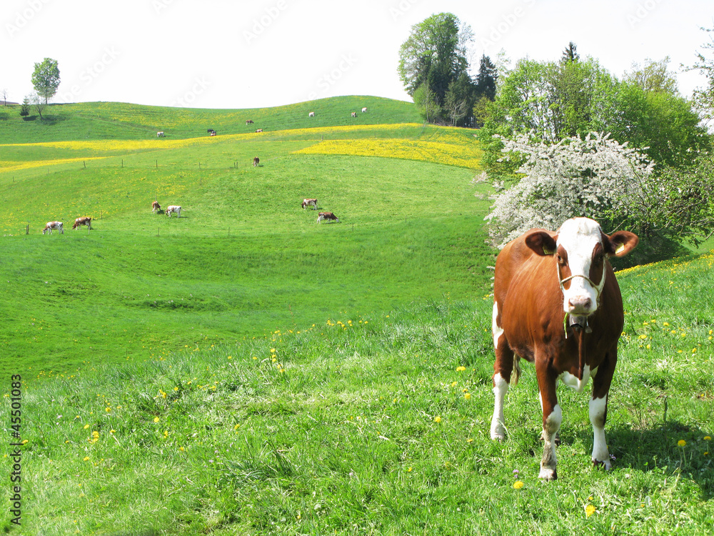 Cows among scenic hills in Emmental region, Switzerland Cows among scenic hills in Emmental region, Switzerland