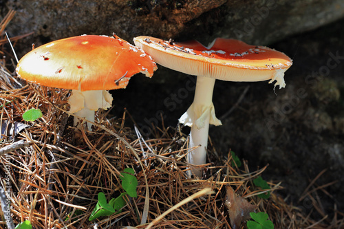 Red poisoned mushroom growing in the summer forest photo