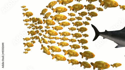 fish group chasing shark, 3d animation