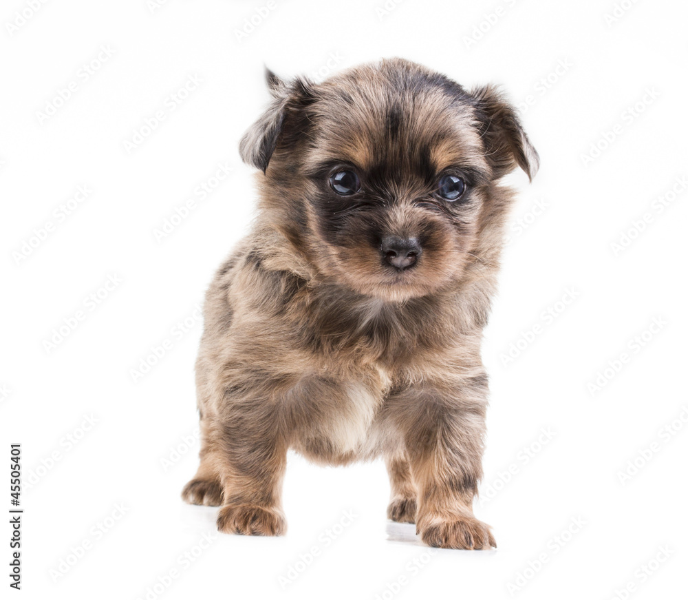 Funny puppy Chihuahua poses on a white background Funny puppy Chihuahua poses on a white background