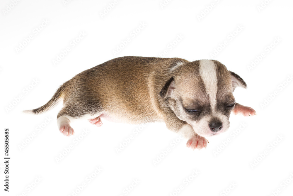 Funny puppy Chihuahua poses on a white background Funny puppy Chihuahua poses on a white background