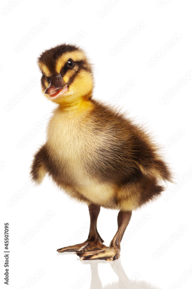 Domestic duckling