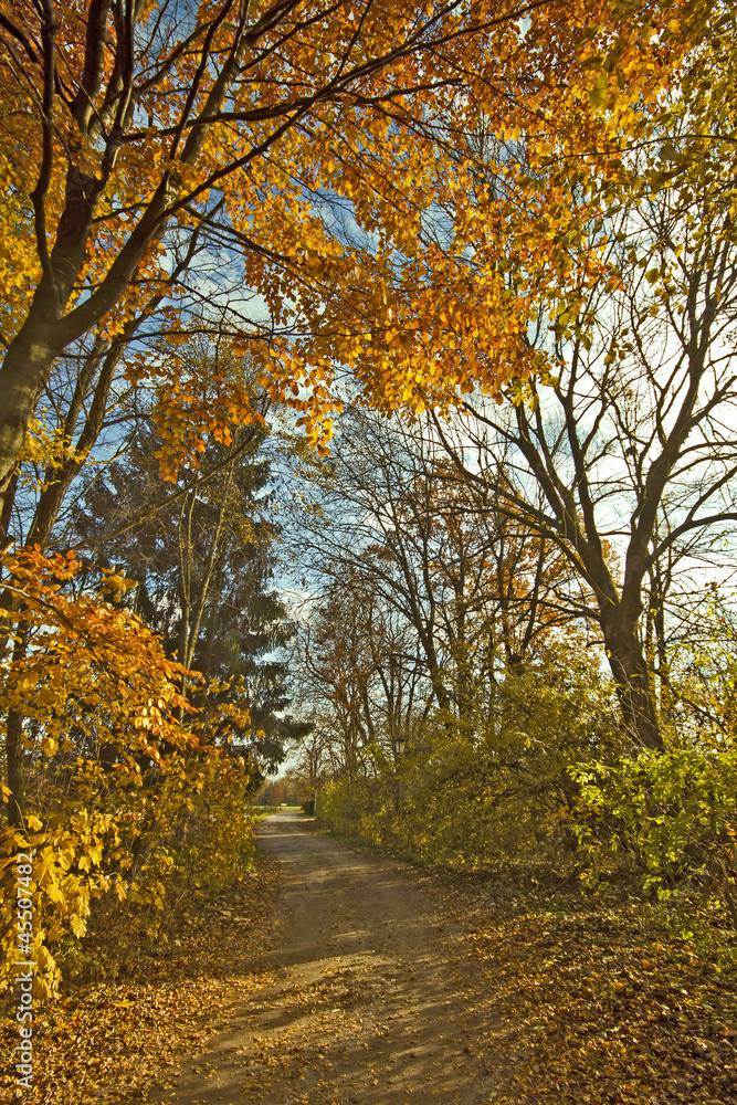 Autumnal path in the wood