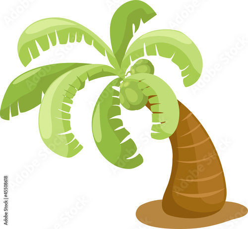 coconut tree