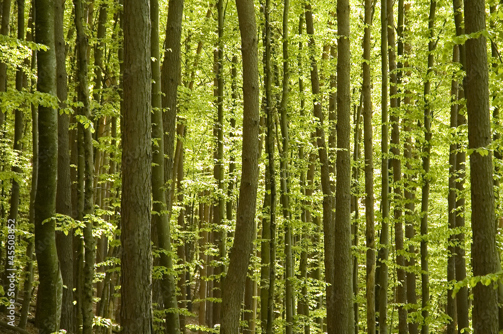 Buchenwald im Frühling Buchenwald im Frühling