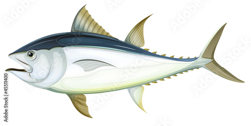 Atlantic bluefin tuna
