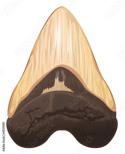 Megalodon tooth