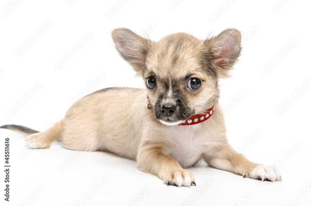 Chihuahua puppy wearing red collar  encrusted with rhinestones