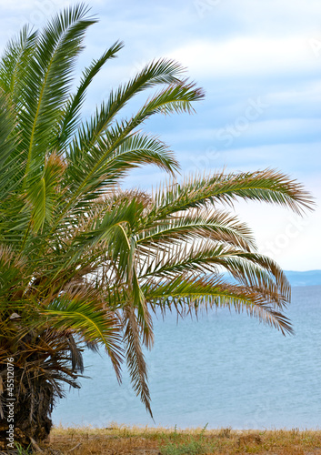 Palm tree by the sea shore beach