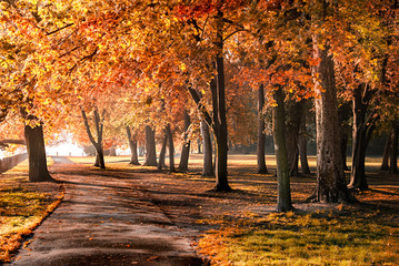 Wandcirkels Herfst Kleurrijk herfstgebladerte langs parkpad  © Laszlo