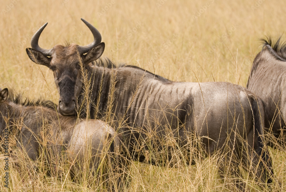 Wild antelope watches through the grassland.