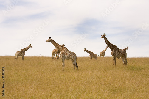 Herd of Giraffes resting on the plains photo