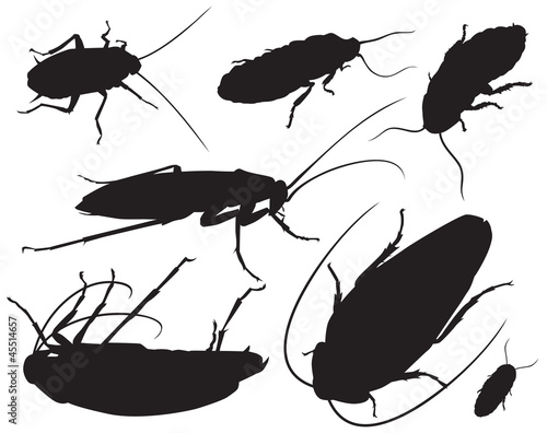cockroach vector