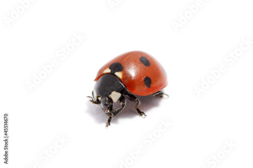 ladybug isolated © Abel Tumik