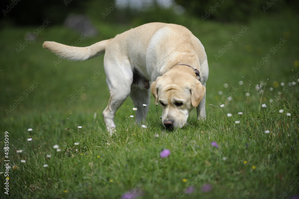 labrador on a hayfield