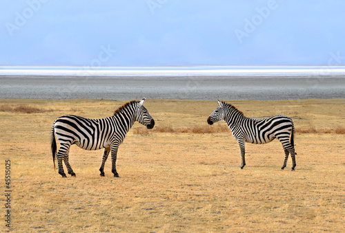 Two Zebras posing at Ngorongoro Plains