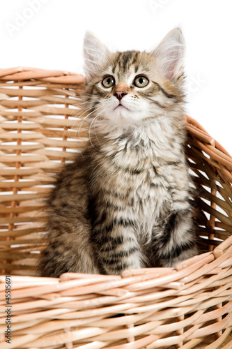 Siberian kitten