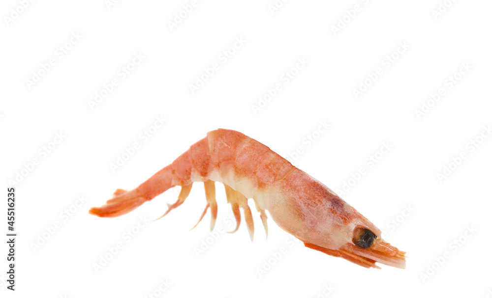 boiled shrimp isolated