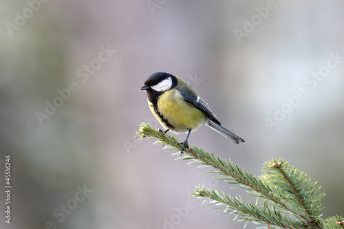 Great tit on branch
