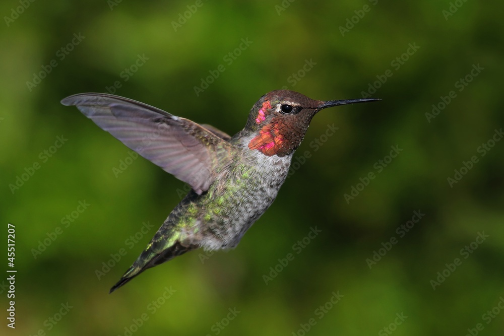 Fototapeta premium Annas Hummingbird (Calypte anna)
