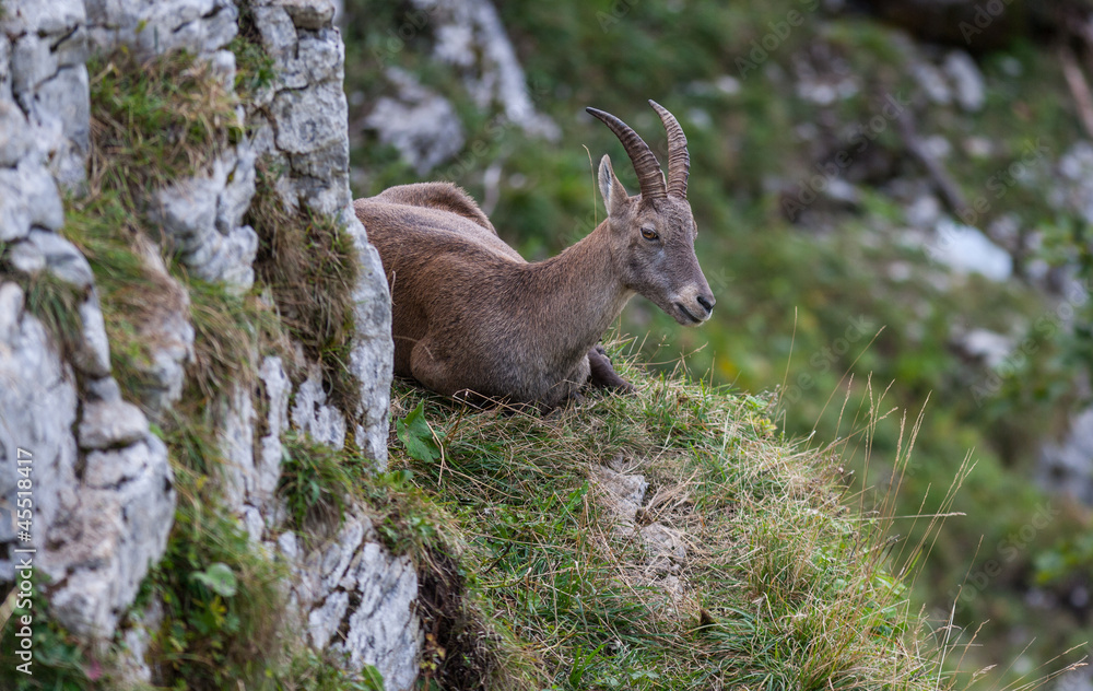 Bouquetin sur une corniche rocheuse