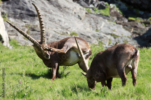 stambecchi maschi  capra ibex 