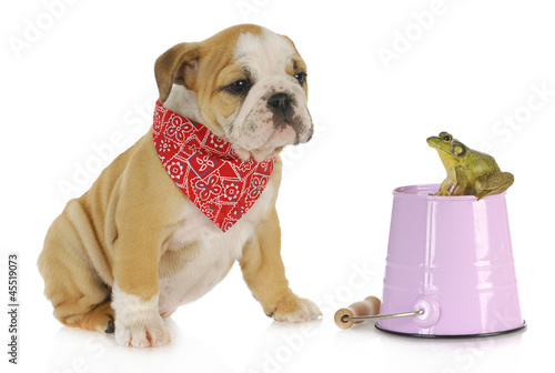 cute puppy with bullfrog © Willee Cole
