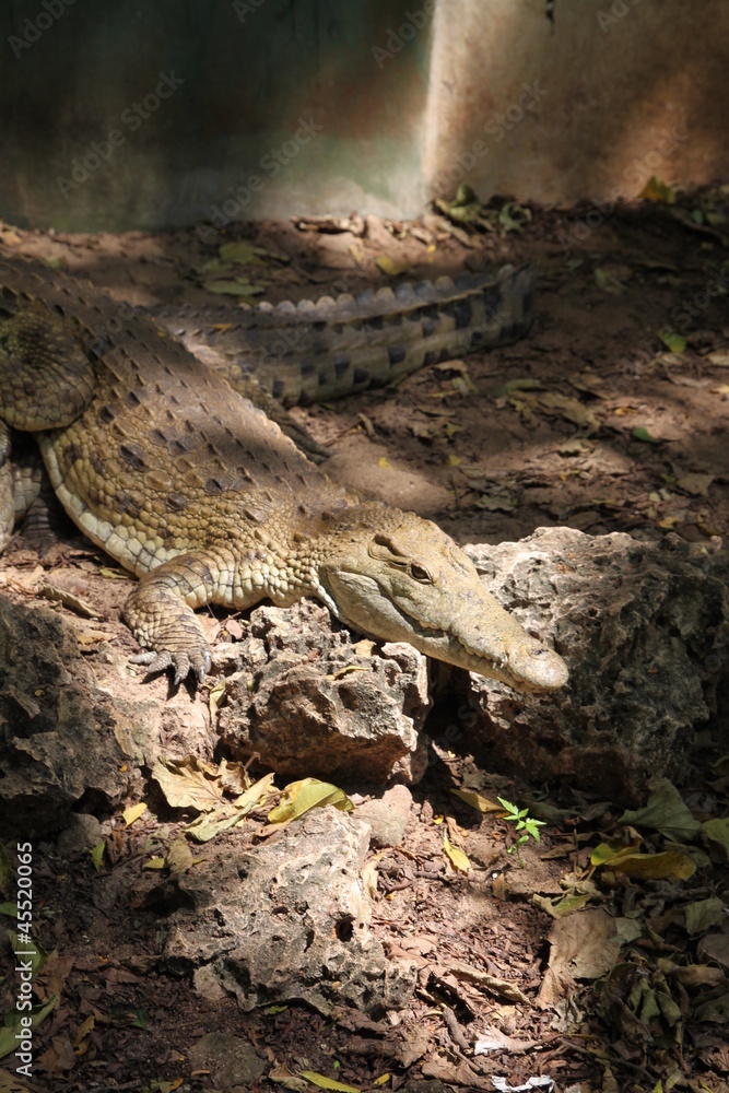crocodile crocodile