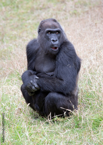 gorilla © Mariusz Blach