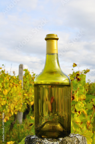 Vigne et vin jaune