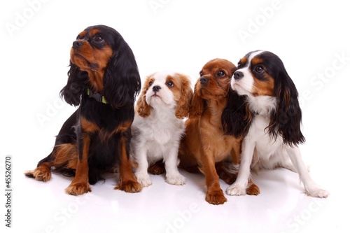 vier junge Hunde links schauend