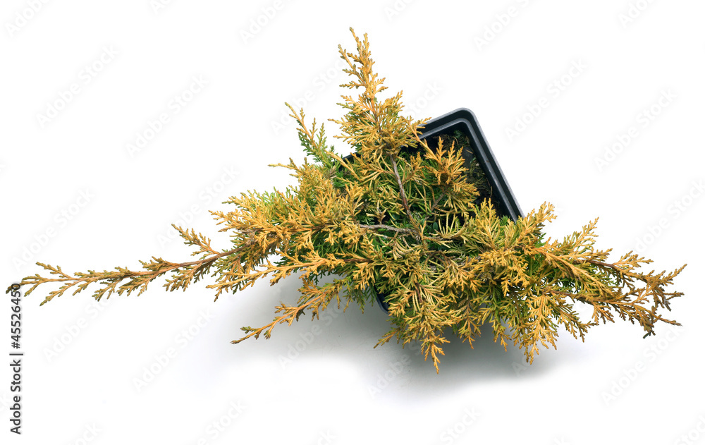 Juniperus chin. Plumosa Aurea in a pot, Isolated on white - obrazy, fototapety, plakaty 