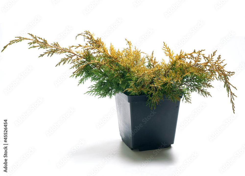 Juniperus chin. Plumosa Aurea in a pot, Isolated on white - obrazy, fototapety, plakaty 