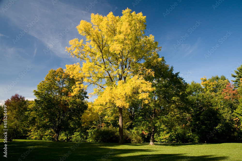Fototapeta premium park jesienią